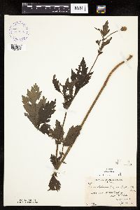 Image Associated With the Occurrence