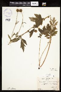 Image Associated With the Occurrence