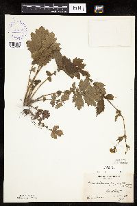 Image Associated With the Occurrence