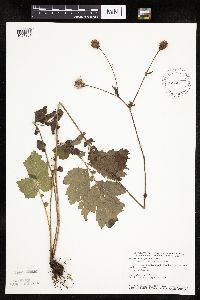 Image Associated With the Occurrence