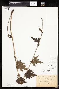 Image Associated With the Occurrence