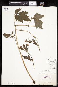 Image Associated With the Occurrence