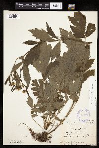 Image Associated With the Occurrence