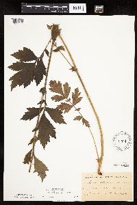 Image Associated With the Occurrence