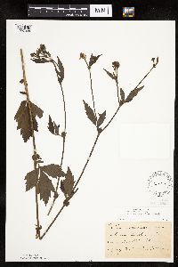 Image Associated With the Occurrence