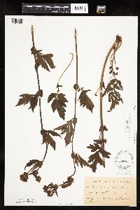 Image Associated With the Occurrence