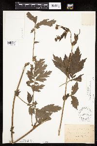 Image Associated With the Occurrence