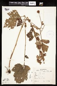 Image Associated With the Occurrence