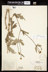 Image Associated With the Occurrence