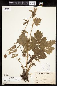 Image Associated With the Occurrence