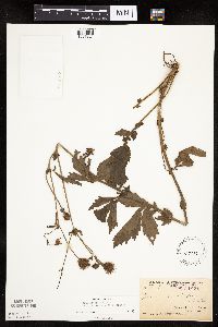 Image Associated With the Occurrence