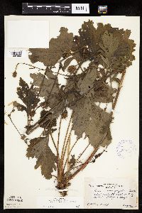 Image Associated With the Occurrence