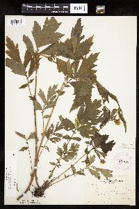 Image Associated With the Occurrence