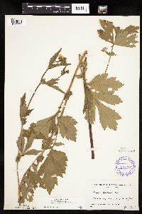 Image Associated With the Occurrence