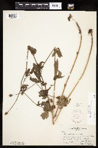 Image Associated With the Occurrence