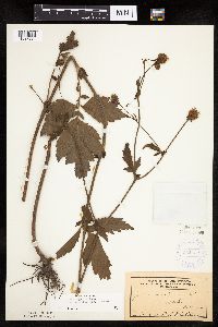 Image Associated With the Occurrence