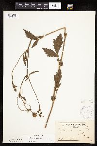 Image Associated With the Occurrence