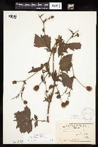 Image Associated With the Occurrence