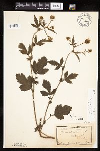 Image Associated With the Occurrence