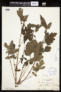 Image Associated With the Occurrence