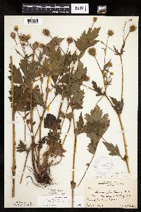 Image Associated With the Occurrence