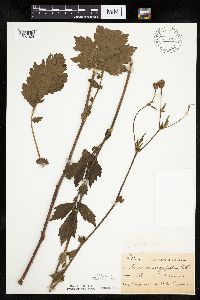 Image Associated With the Occurrence