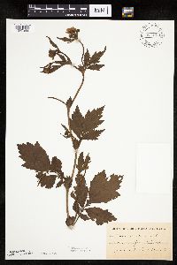 Image Associated With the Occurrence