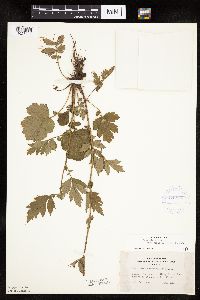 Image Associated With the Occurrence