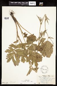 Image Associated With the Occurrence