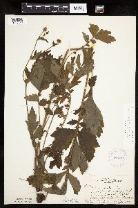 Image Associated With the Occurrence