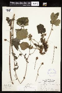 Image Associated With the Occurrence