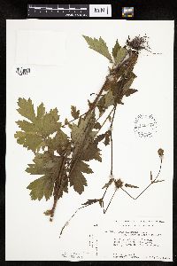 Image Associated With the Occurrence