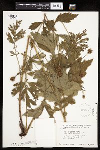 Image Associated With the Occurrence