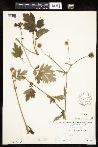 Image Associated With the Occurrence