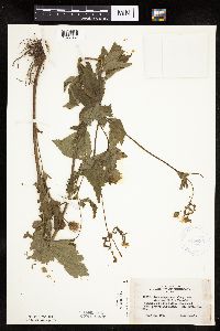 Image Associated With the Occurrence