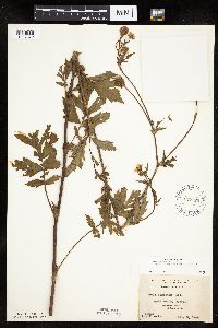 Image Associated With the Occurrence