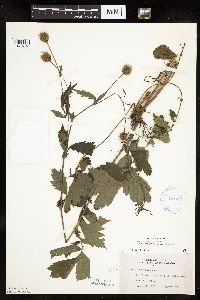 Image Associated With the Occurrence