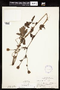 Image Associated With the Occurrence