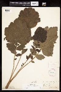 Image Associated With the Occurrence