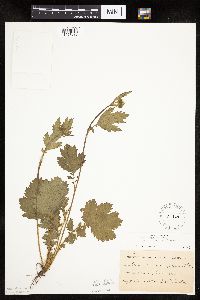 Image Associated With the Occurrence