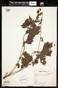 Image Associated With the Occurrence