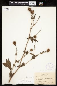 Image Associated With the Occurrence