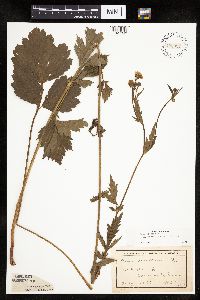 Image Associated With the Occurrence