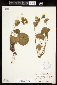 Image of Geum calthifolium