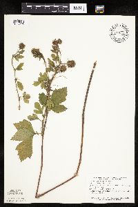 Geum laciniatum image