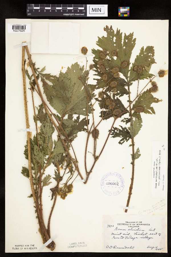 Geum macrophyllum var. perincisum image