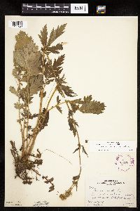 Geum macrophyllum var. perincisum image
