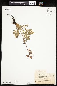 Image Associated With the Occurrence