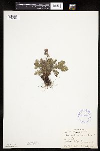 Image Associated With the Occurrence