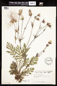 Image of Geum triflorum